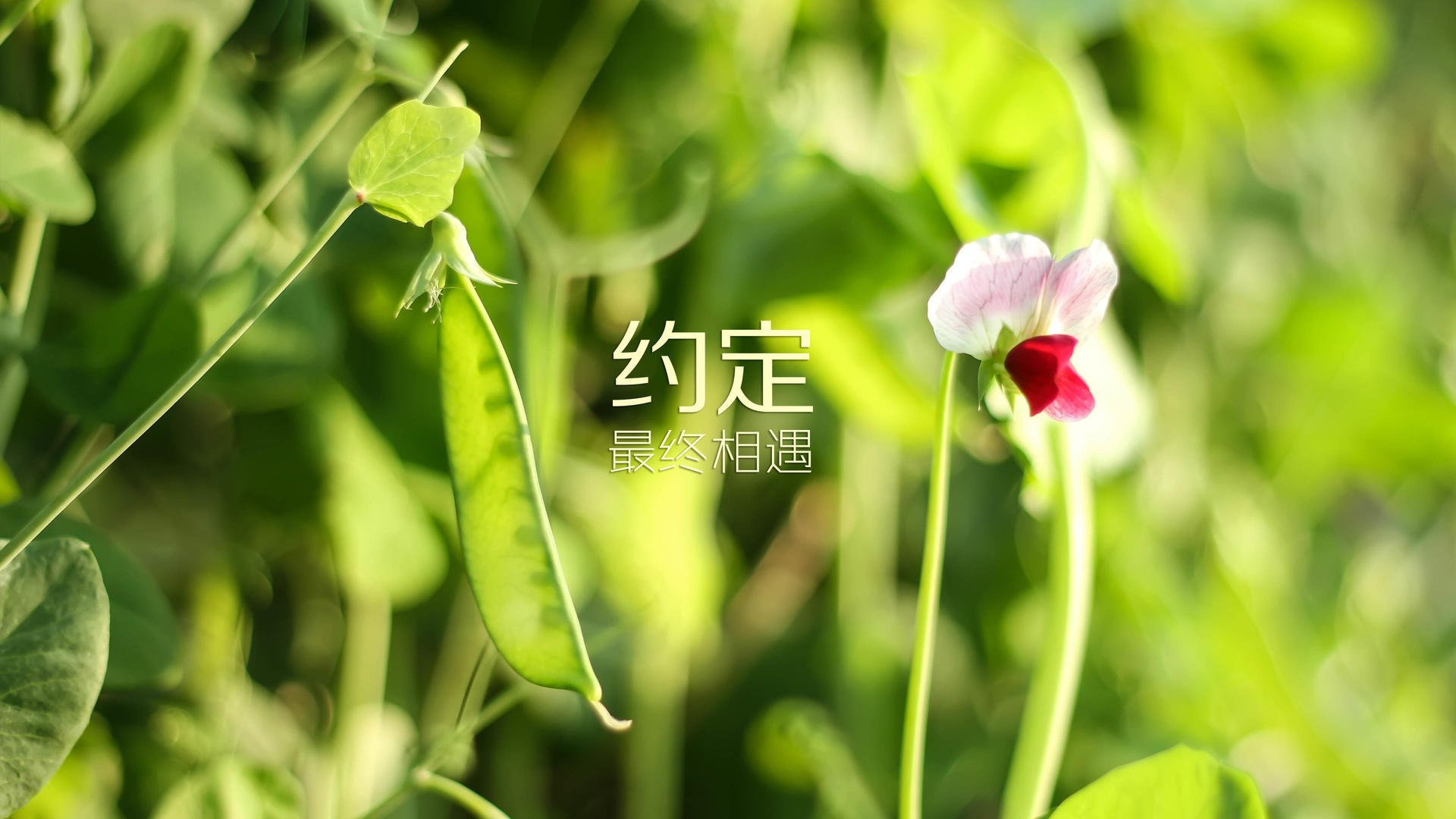 青训球员轮训机制实施拓宽实战环境适应能力，青训规则